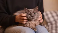 Kuinka tulla rakastetuimmaksi perheenjäseneksi kissallesi?