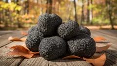 Miten talvilani päätyi Suomeen – tarina harvinaisen sienen löytymisestä