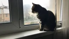 Mitä kissasi tekee, kun olet poissa? Opas yksinolon ymmärtämiseen