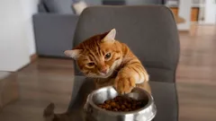 Miksi kissa pyytää ruokaa jatkuvasti – mitä omistajan kannattaa tietää