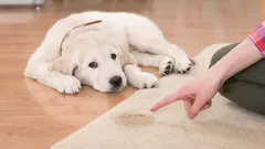 Näin poistat koiranpissan hajun kotona – helpot ja tehokkaat keinot