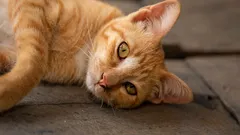 Miksi kissat rakastavat pölyssä pyörimistä – 8 yllättävää syytä