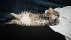 Miksi kissa makaa selällään omistajansa edessä: käytös, joka sinun kannattaa tietää