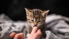 Kuinka monta kertaa päivässä ruokitaan kissanpentu?