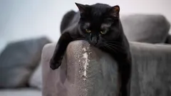 Miksi kissa raapii kalusteita ja miten estää se