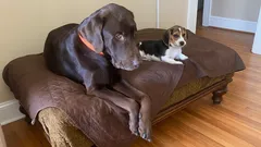 Miksi koira aivastaa leikkiessä – onko syytä huoleen