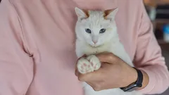 Näin saat kissan luottamaan ja viihtymään sylissä