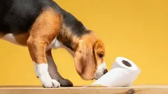 Miksi koira etsii täydellistä paikkaa tarpeilleen – outoja rituaaleja selitettynä