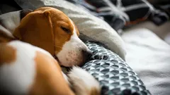 Kuinka monta tuntia koira nukkuu vuorokaudessa?