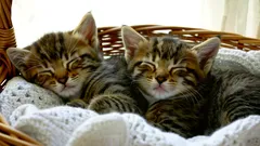 Kissanpentujen kehitys viikko viikolta – näin seuraat kasvun ihmeitä