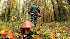 Syksyn herkku: näin paistat tuoreet metsäsienet oikein