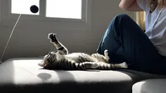 Näin poistat kissan hajun tehokkaasti kodista – parhaat kotikonstit