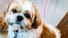 Shih Tzun monipuolinen luonne – sopiiko tämä rotu sinulle?