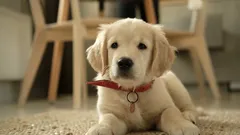 Viisi suosittua ja helppohoitoista koirarotua arkeen