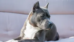 Kuinka koira voi ymmärtää, että sinulla on ollut raskas päivä jo ennen kuin astut kotiin?