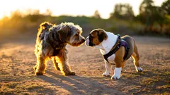 Miten koirat oikeasti kommunikoivat keskenään?