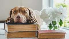 Mitä koira muistaa? Tutustu koiran eri muistityyppeihin