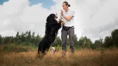 Millaisista ihmisistä koirat eivät pidä eniten? Koiraälyn salaisuudet