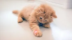 Miksi kissa rakastaa laserosoittimen leikkiä ja miten leikkiä turvallisesti