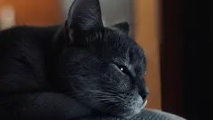 Miten ymmärtää, että kissa kärsii kivusta? 8 merkkiä, jotka se piilottaa huolellisesti