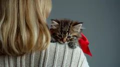 Kuinka rauhoittaa kissanpentu?