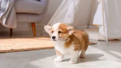 Kolme siistiä koiraa, jotka eivät pilaa huonekaluja tai tuoksa kotona