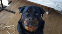 Koiran syyllinen ilme – myytti vai totta? Tutkimukset paljastavat