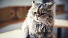 Kuusi kissan outoa tapaa, jotka ovat täysin normaaleja